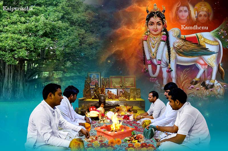 Kalpavriksha & Kamdhenu Puja         